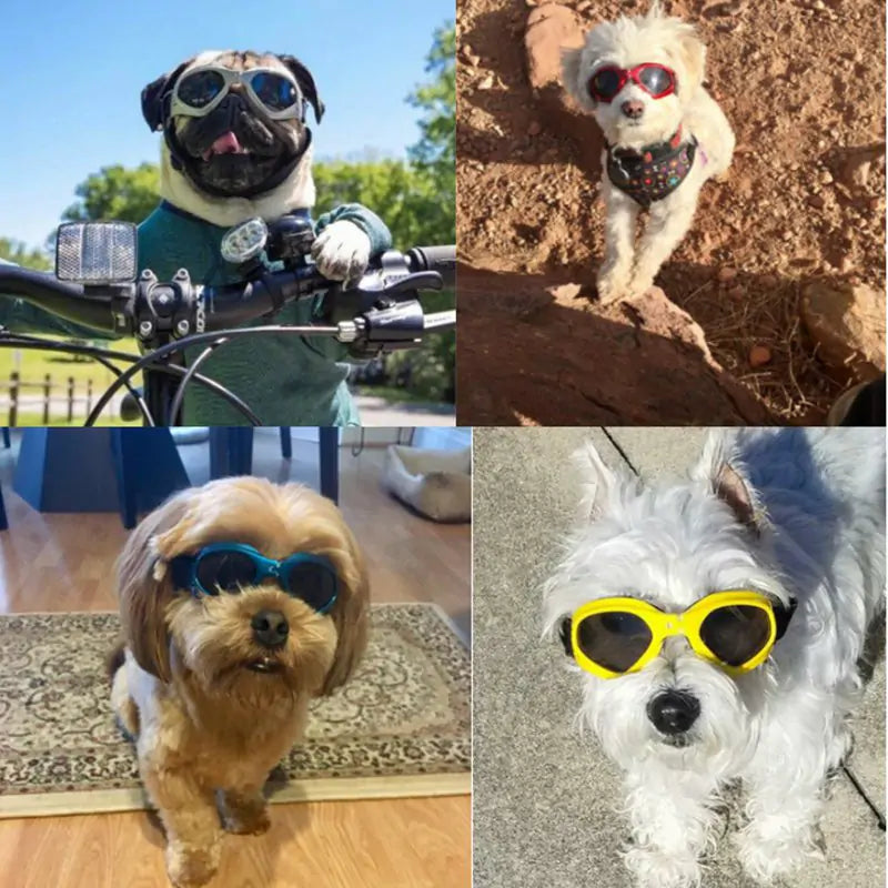 Dog Sunglasses | Jolly Pets