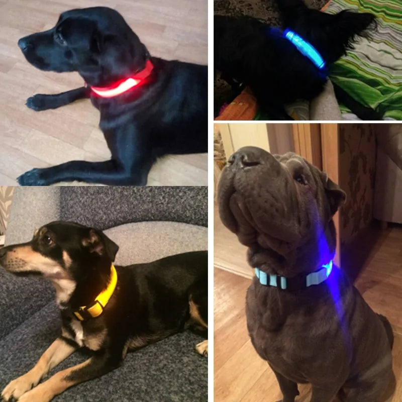 Pet Led Collar | Jolly Pets