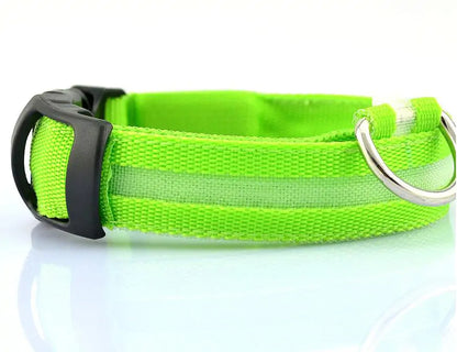 Pet Led Collar | Jolly Pets